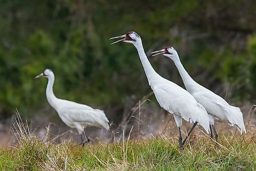 USA-South Texas Aranas National Wildlife Refuge-whooping cranes calling Art Print